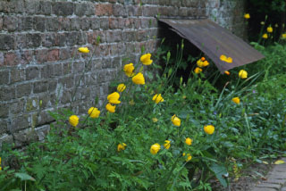 Meconopsis cambrica Schijnpapaver ** bestellen